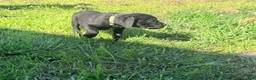 Cane Corso dogs for sale: Dean AKC green collar - Ad 14