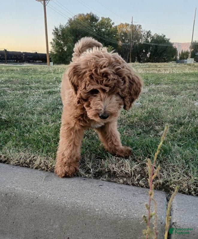 Mini Bernedoodle dogs for sale: Bear - Ad 2