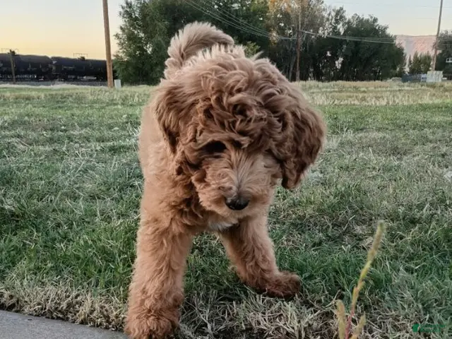 Mini Bernedoodle dogs for sale: Bear - Ad 2