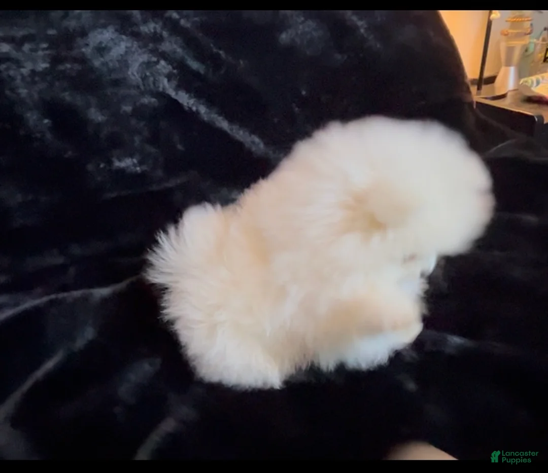 Pomeranian dogs for sale: Mojito - Ad 9