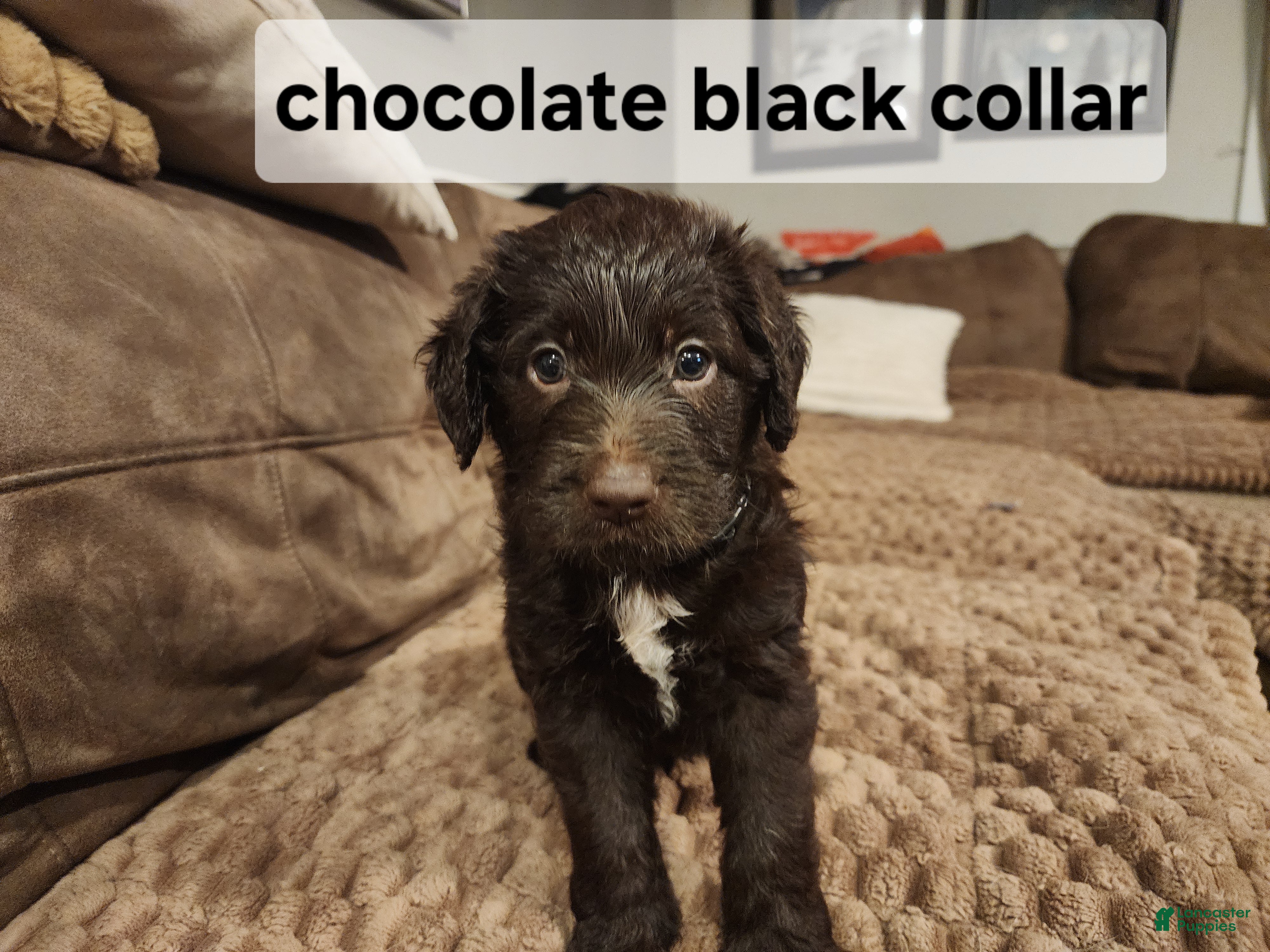 Labradoodle dogs Labradoodle chocolate black collar - Ad 1