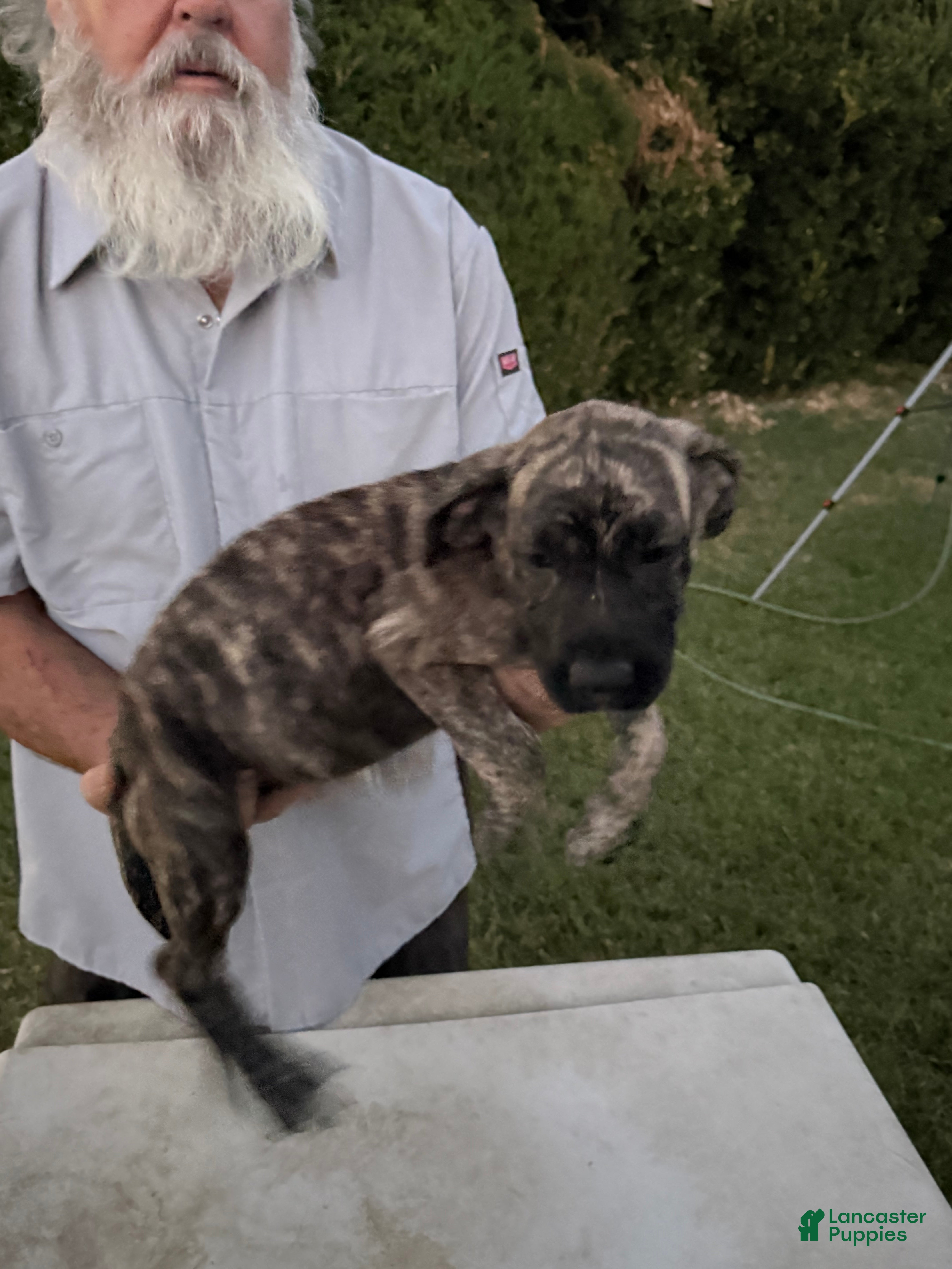 Mixed Breed dogs Dark Brindle Female - Ad 18