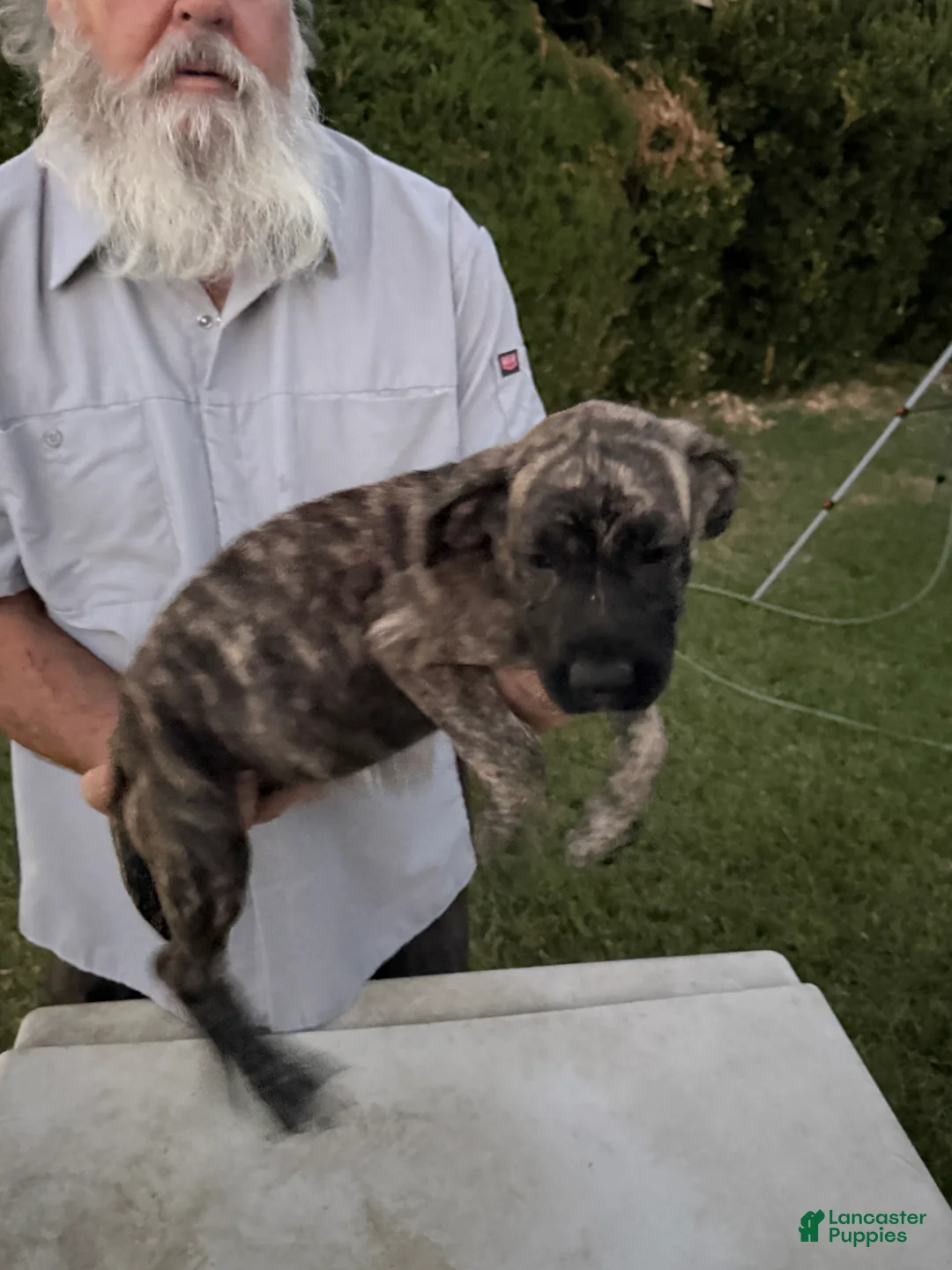 Mixed Breed dogs for sale: Dark Brindle Female - Ad 1
