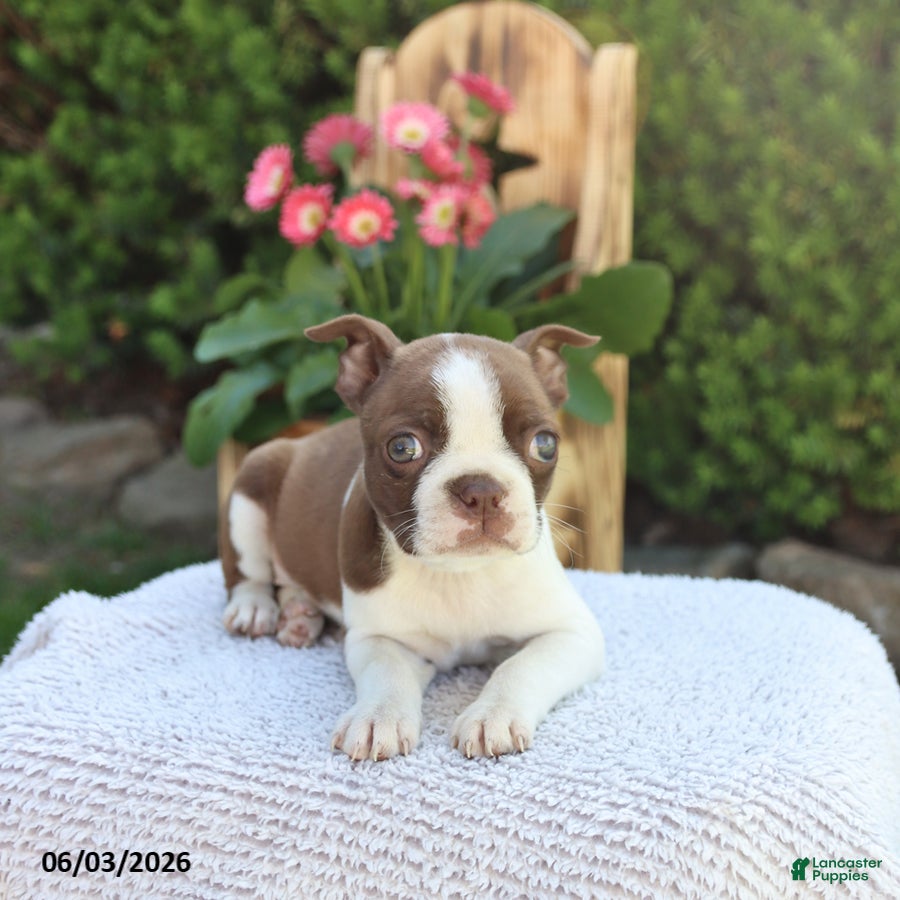 Boston Terrier dogs for sale: Dixie - Ad 3