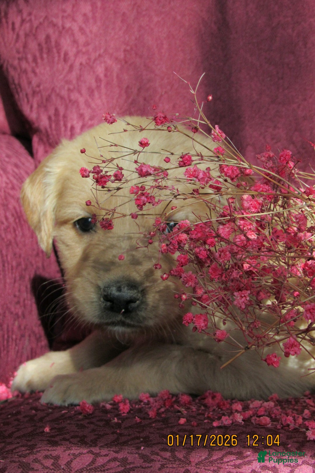 Golden Retriever dogs for sale: Golden Retriever Puppy 2 Mave - Ad 2