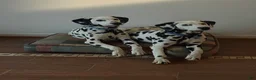 Dalmatian dogs for sale: Dalmatian Puppy 2 - Ad 10