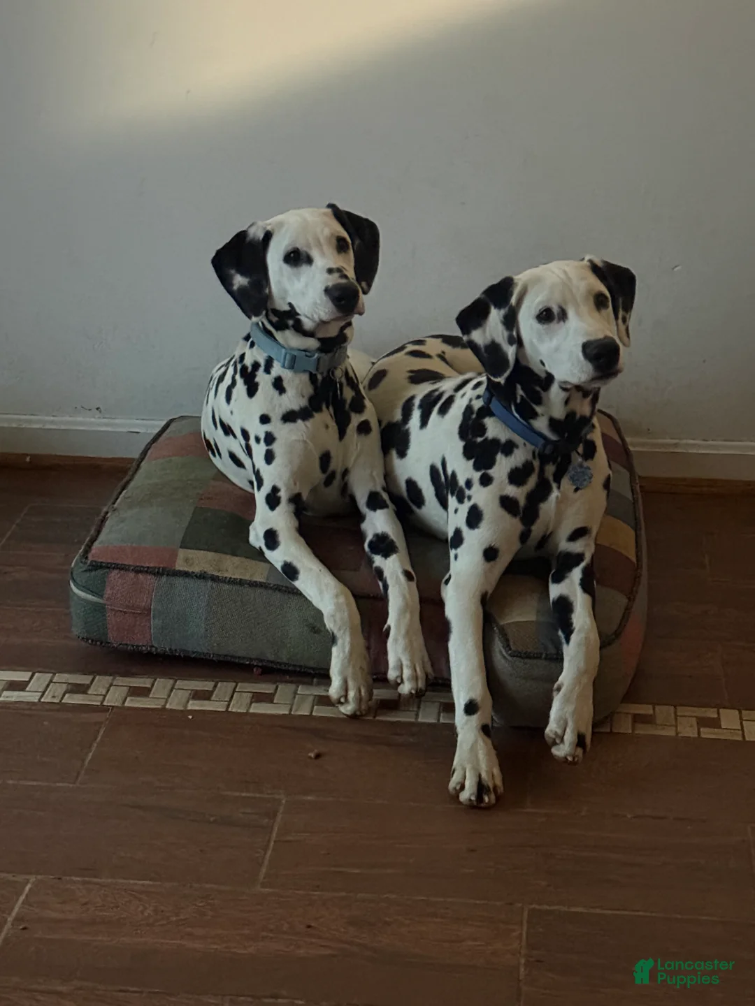 Dalmatian dogs for sale: Dalmatian Puppy 2 - Ad 10