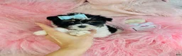 Biewer Terrier dogs for sale: Biewer Terrier 2 - Ad 4