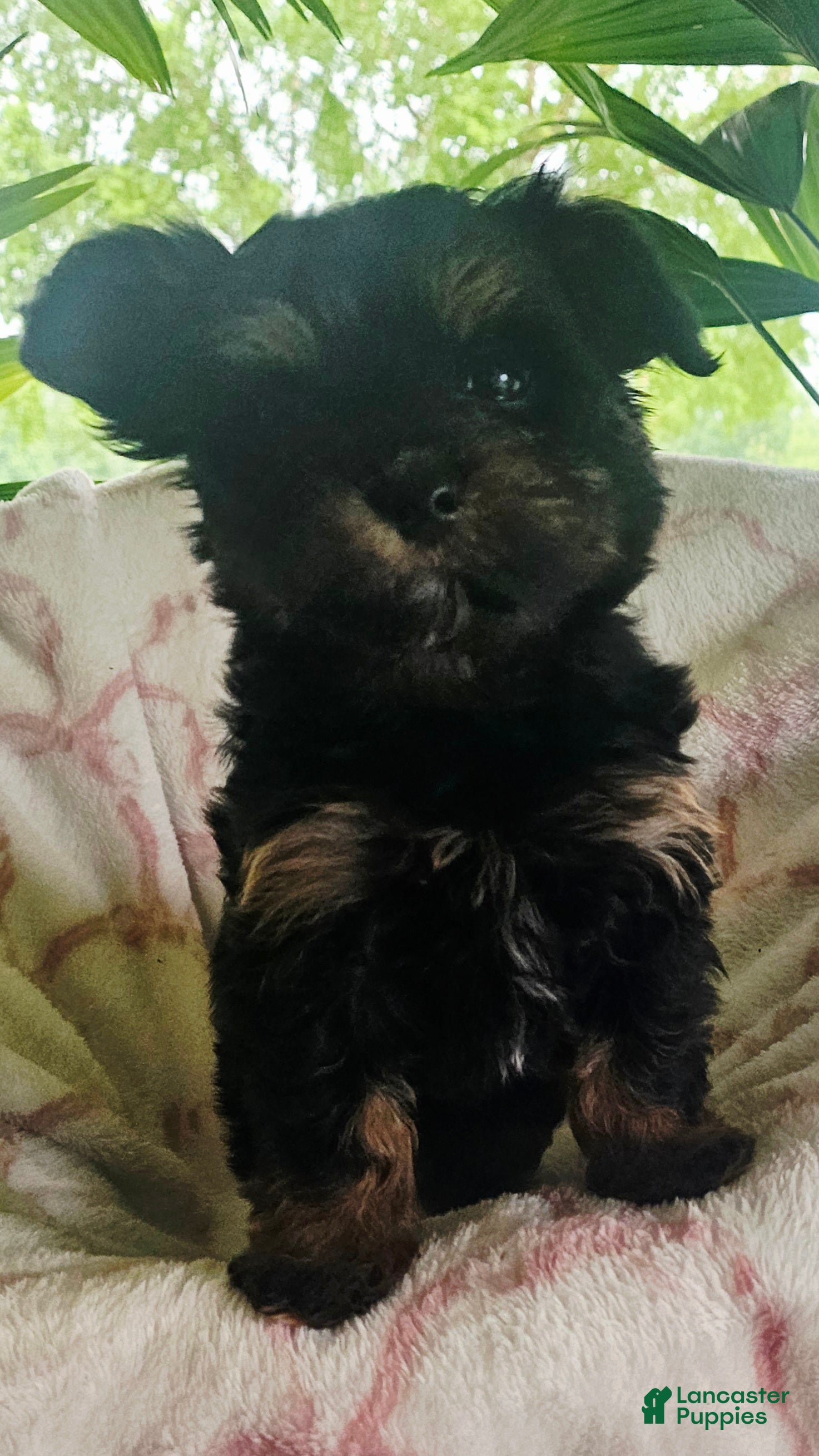 Yorkshire Terrier dogs Princess  - Ad 2