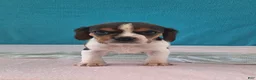Beagle dogs for sale: deanna - Ad 3