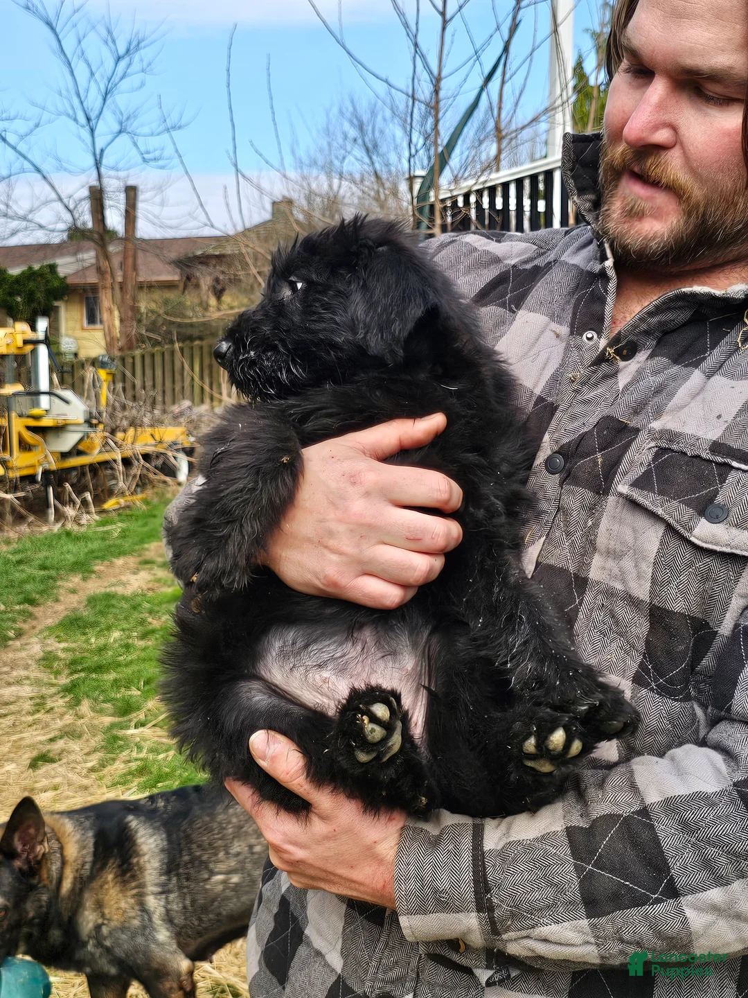 Mixed Breed dogs for sale: Daisy - Ad 1