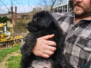 Mixed Breed dogs Daisy - Ad 6