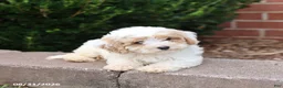 Maltipoo dogs for sale: Marshmallow - Ad 3