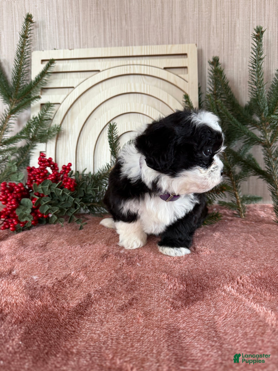 Teddy Bear dogs for sale: Stella - Ad 11