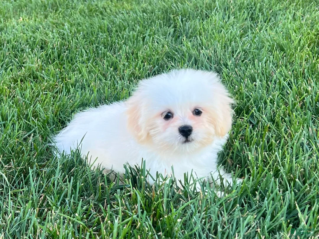 Lhasa Apso dogs for sale: Princess - Ad 9