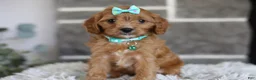 Cavapoo dogs for sale: Faye - Ad 12