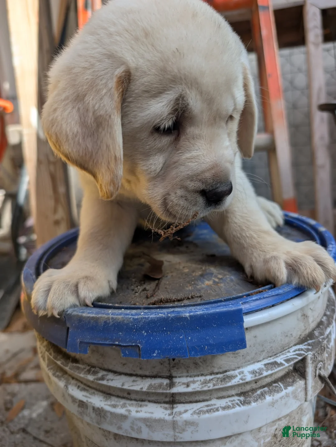 Labrador Retriever dogs for sale: Labrador Retriever Boy 4 - Ad 2