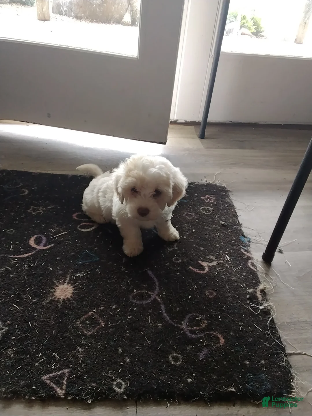 Mixed Breed dogs for sale: Henry - Ad 2