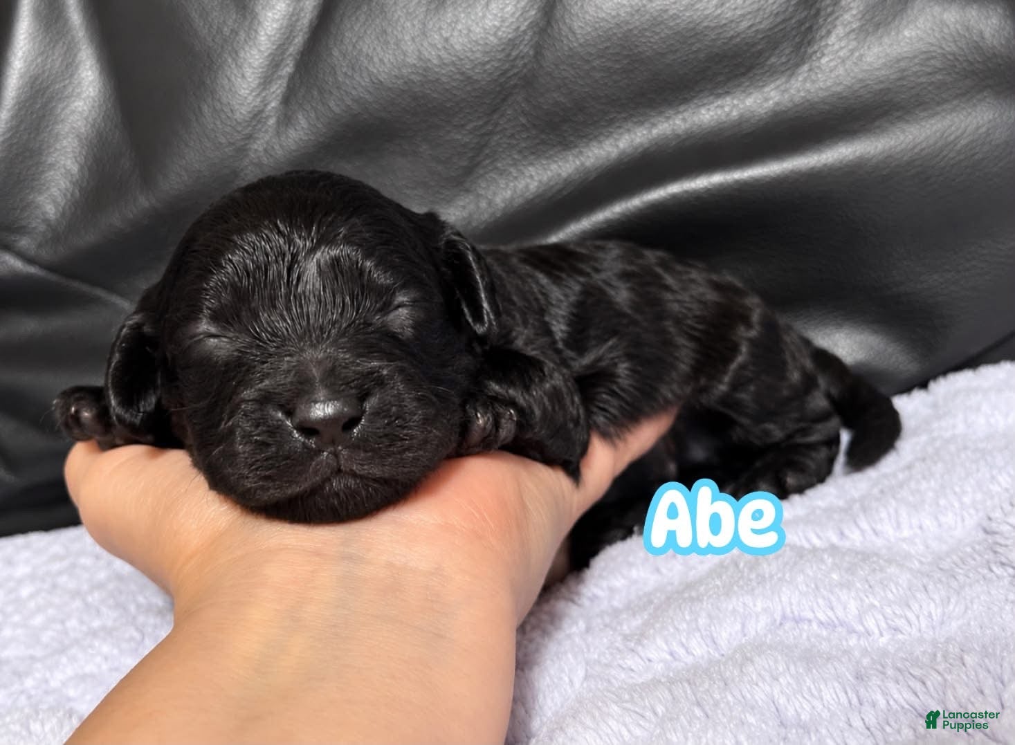 Cavapoo dogs Abe - Ad 30