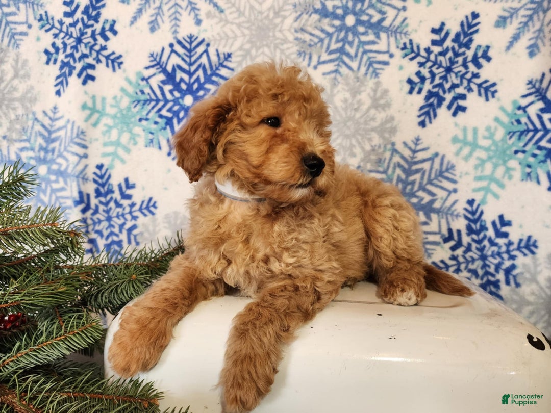 Mini Goldendoodle dogs for sale: Dover - Ad 19
