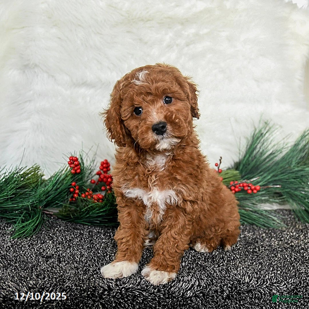 Toy Poodle dogs for sale: Rudolph - Ad 2