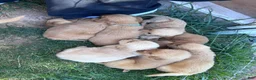 Golden Retriever dogs for sale: Roxie (pink) - Ad 19