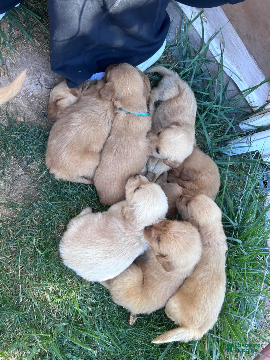 Golden Retriever dogs for sale: Roxie (pink) - Ad 19