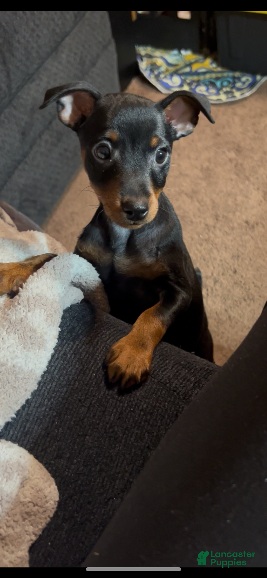 Miniature Pinscher dogs for sale: Rocco - Ad 1
