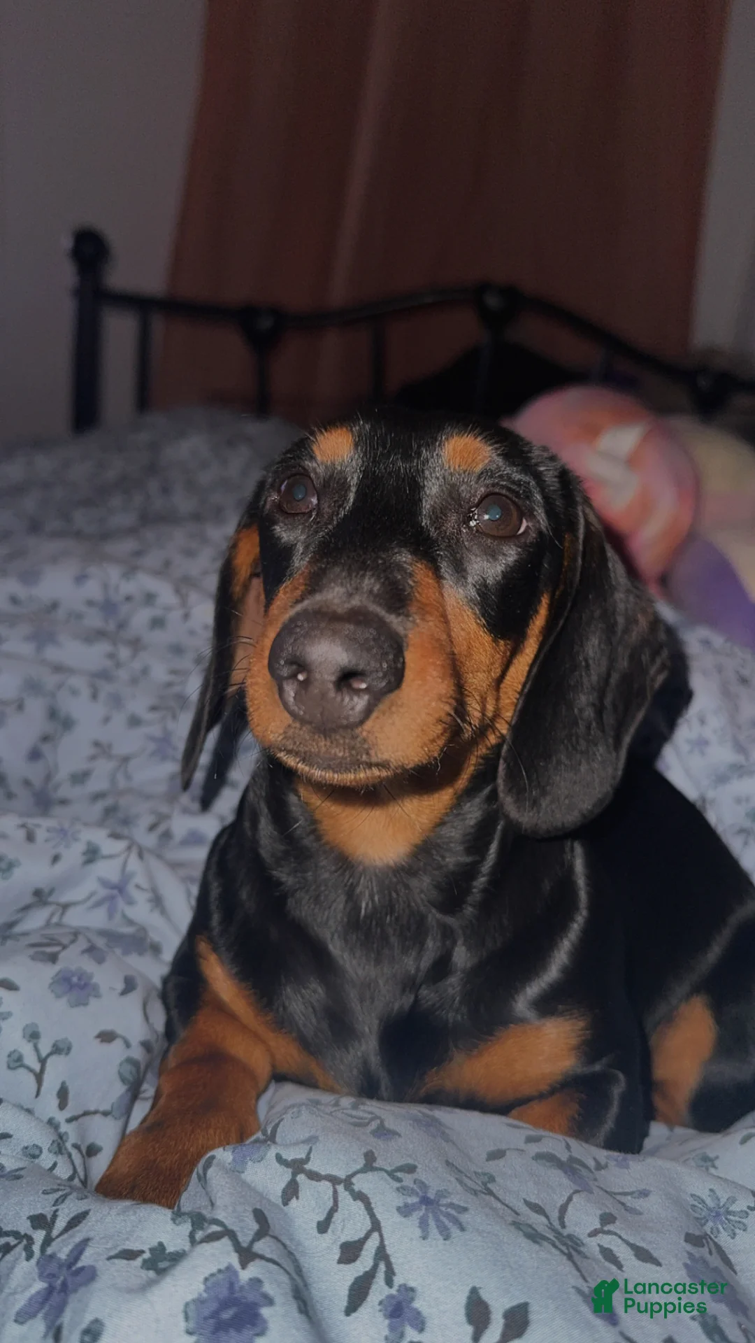 Dachshund dogs for sale: Dachshund Puppy 2 - Ad 9