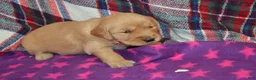 Golden Retriever dogs for sale: Mylie - Ad 1