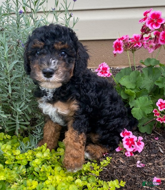 Cavapoo dogs Arrow - Ad 1