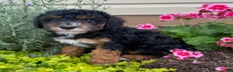 Cavapoo dogs for sale: Arrow - Ad 1
