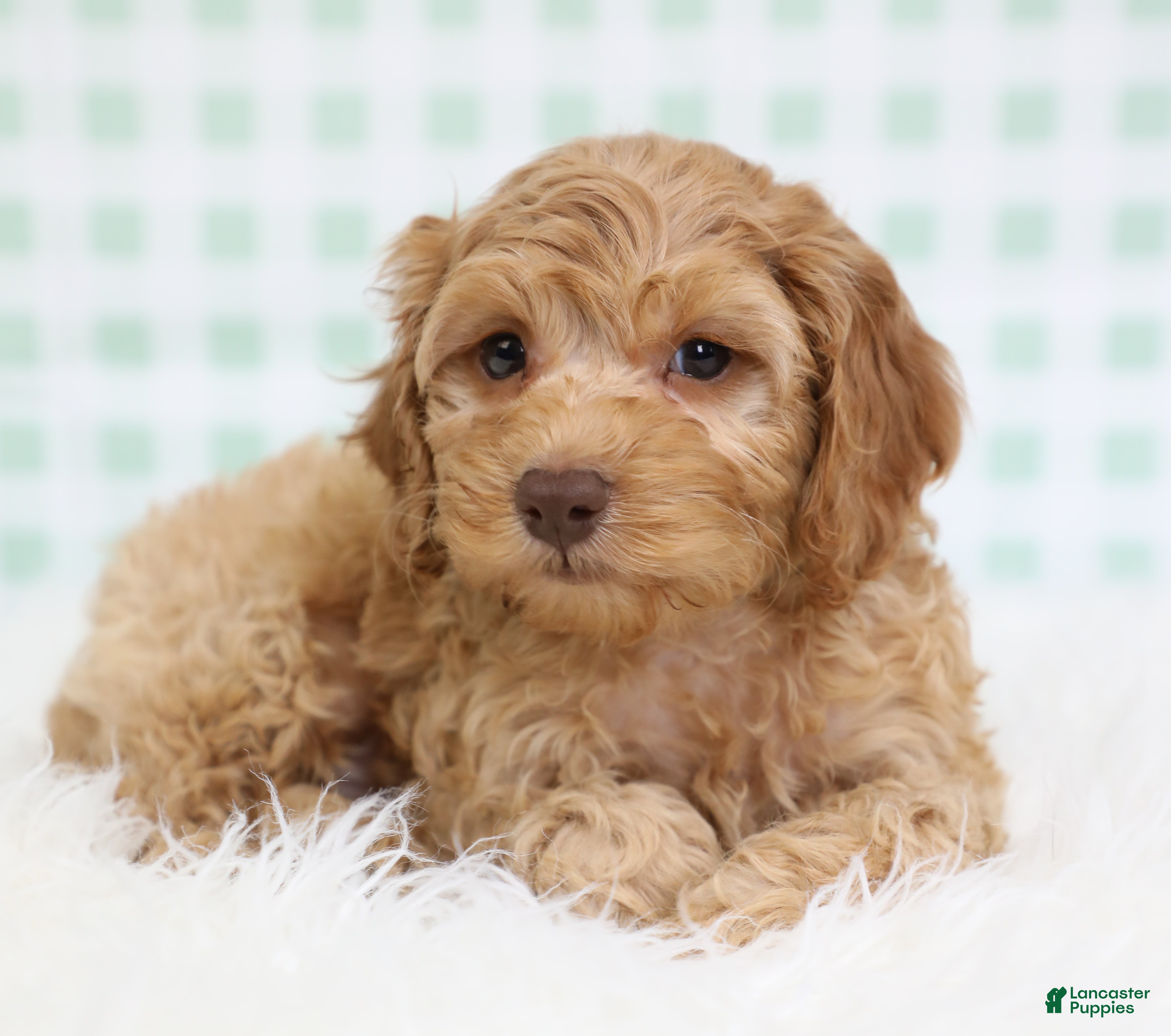 Cockapoo dogs for sale: Nemo 🐟 - Ad 1
