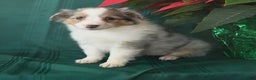 Shetland Sheepdog dogs for sale: Kody - Ad 2