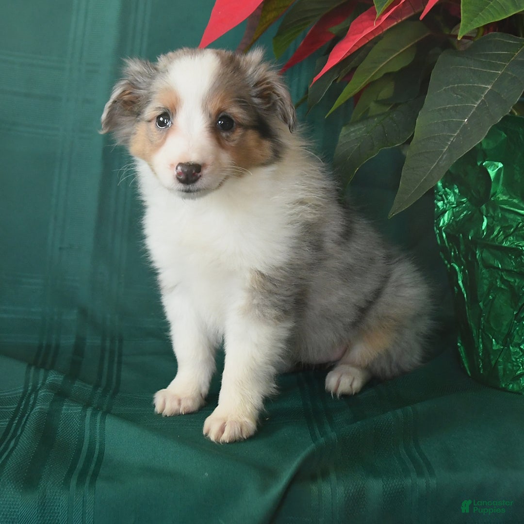 Shetland Sheepdog dogs for sale: Kody - Ad 2