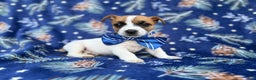 Jack Russell Terrier dogs for sale: Banjo - Ad 1