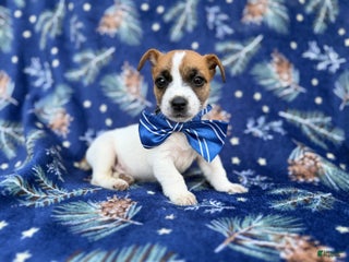 Jack Russell Terrier dogs Banjo - Ad 4