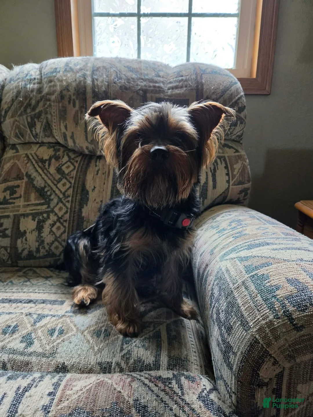 Yorkshire Terrier dogs for sale: Yorkshire Terrier Puppy 1 - Ad 9