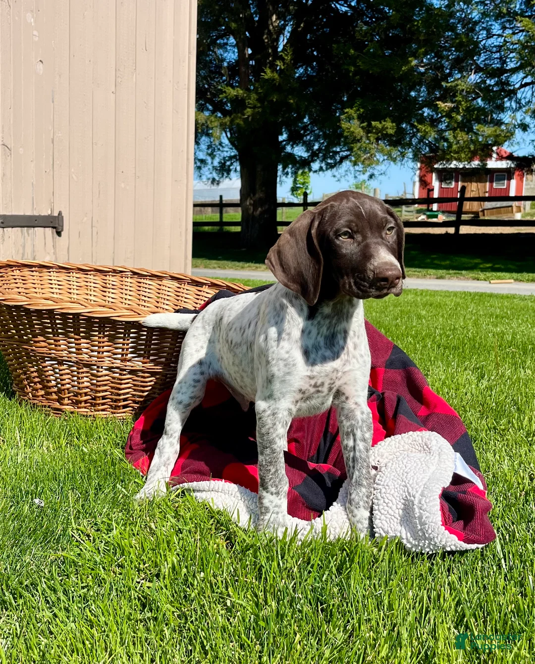 German Shorthaired Pointer dogs for sale: Star❤️AKC Registeted🐾Hip Cert❤️Call 717-621-8986 - Ad 1