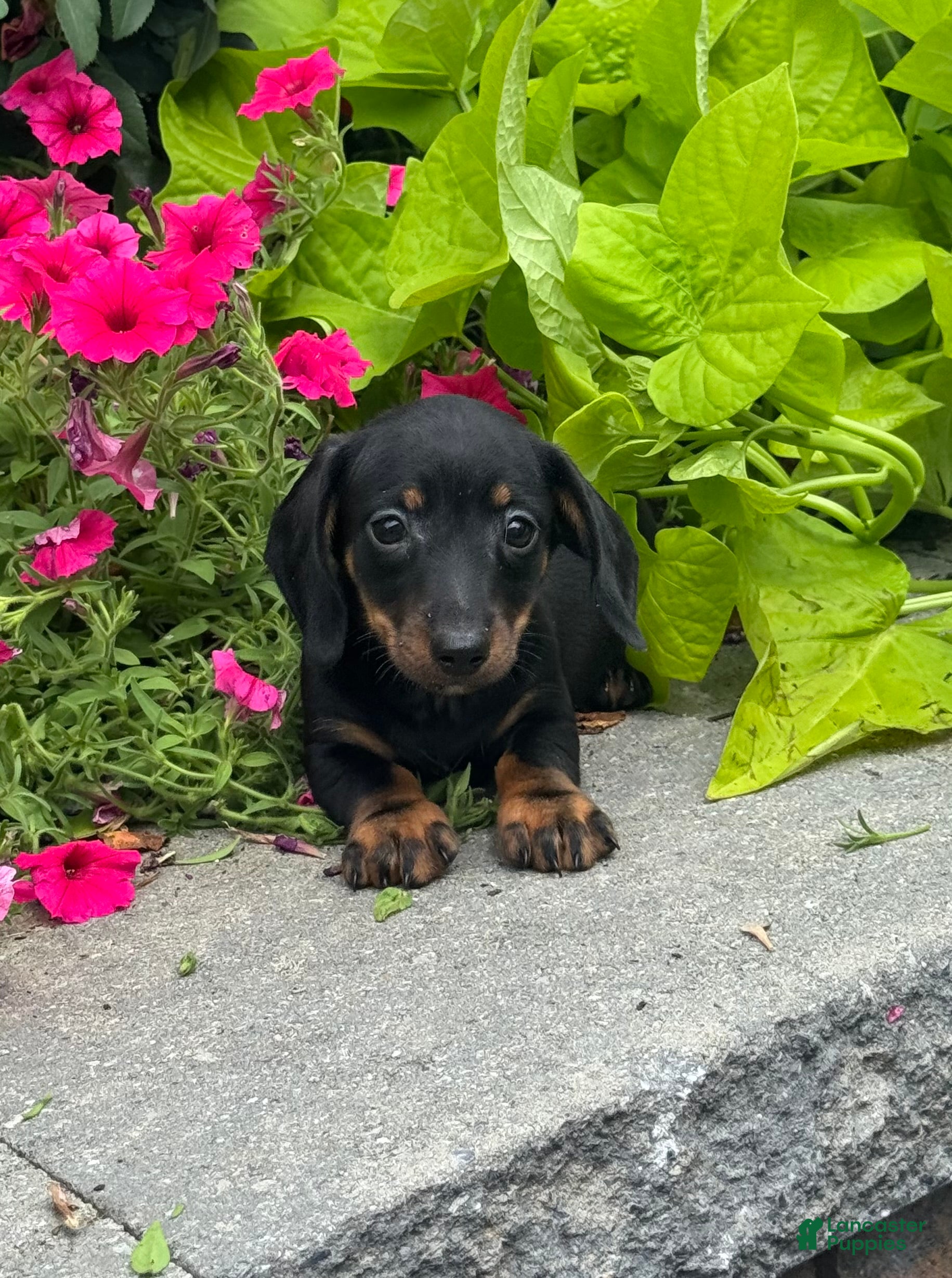 Miniature Dachshund dogs Dexter - Ad 10