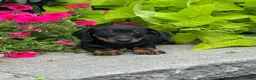 Miniature Dachshund dogs for sale: Dexter - Ad 1