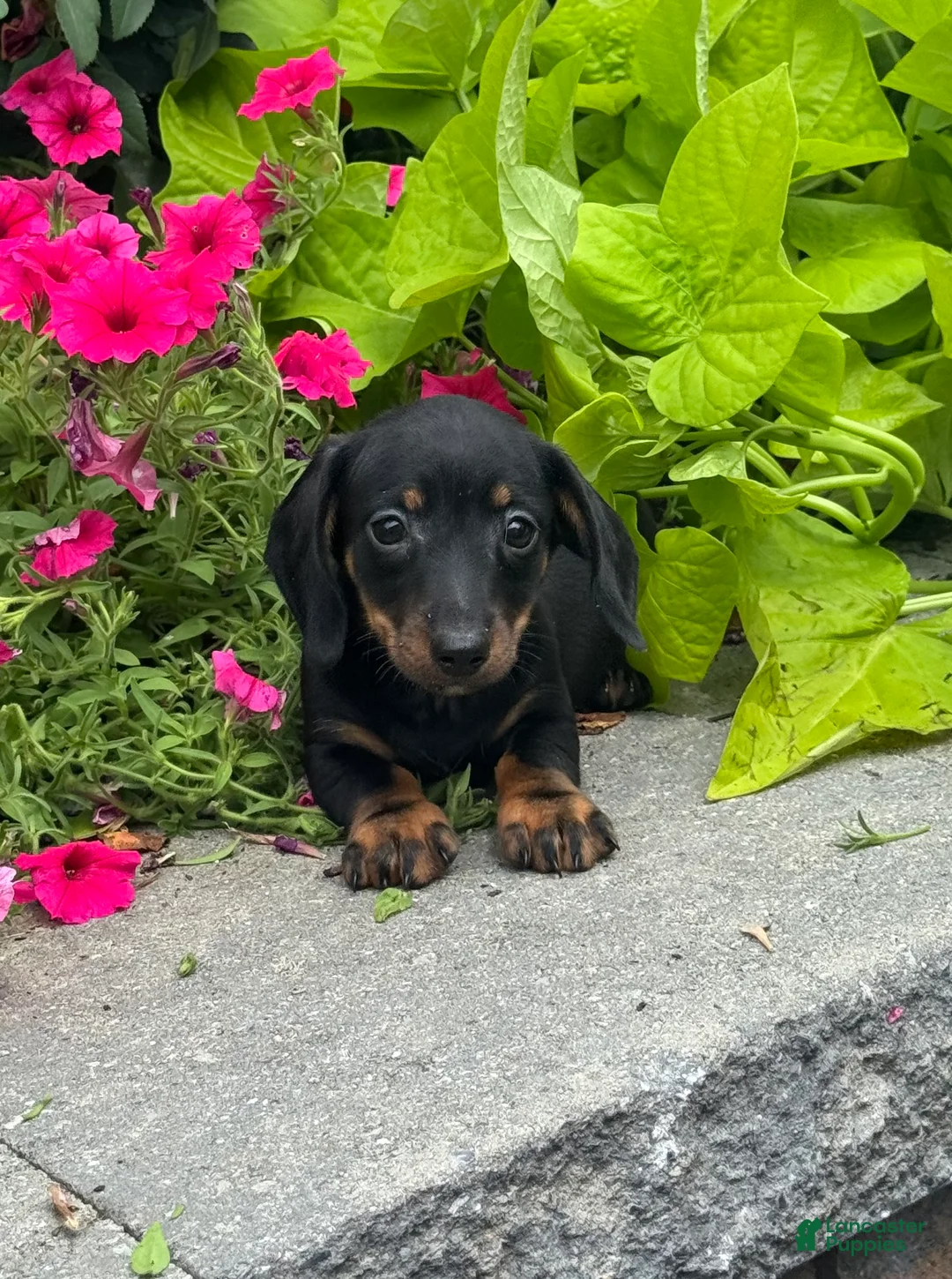 Miniature Dachshund dogs for sale: Dexter - Ad 1