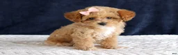 Toy Poodle dogs for sale: Penny - Ad 6