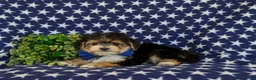 Morkie dogs for sale: Raleigh 6 lbs Full Grown - Ad 4