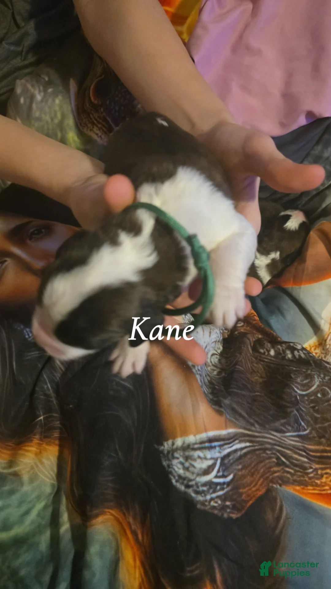 Saint Bernard dogs for sale: Kane - Ad 2