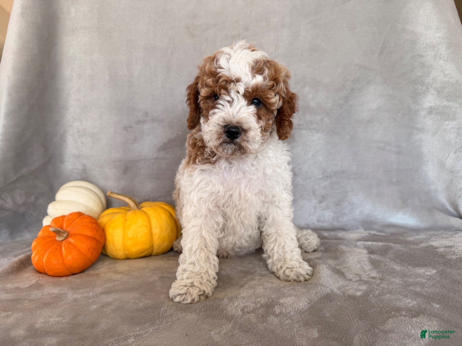 Cavapoo dogs Snoopy - Ad 2