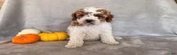 Cavapoo dogs for sale: Snoopy - Ad 2
