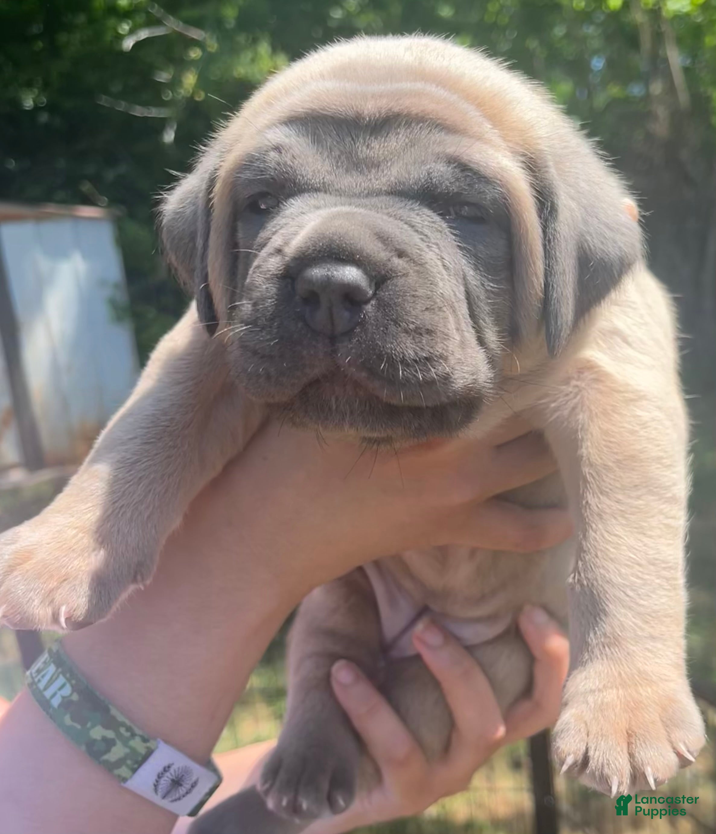 Cane Corso dogs Light pink collar - Ad 1