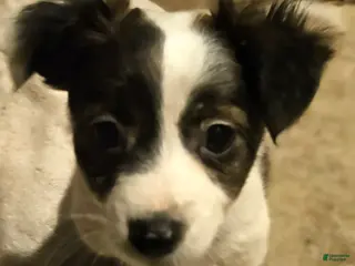 Chihuahua dogs Gee (Tri-Color, Call-Text) - Ad 12