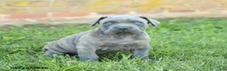 Cane Corso dogs for sale: Drake - Ad 5